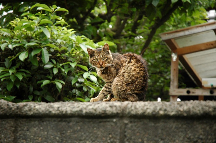 迷い猫