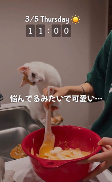 ケーキ作りを座って見ている猫