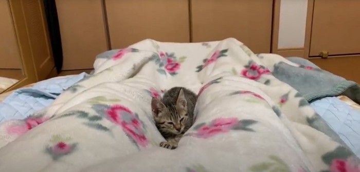 埋まる猫
