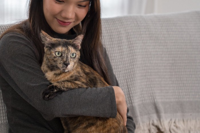 女性に抱っこされるサビ猫