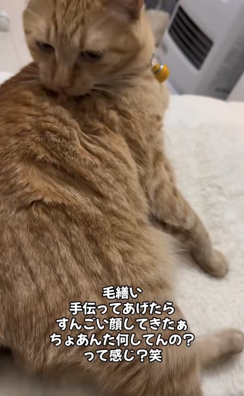 毛づくろいをしている猫