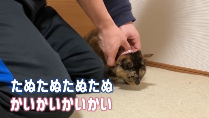 飼い主さんも嬉しそうなご様子