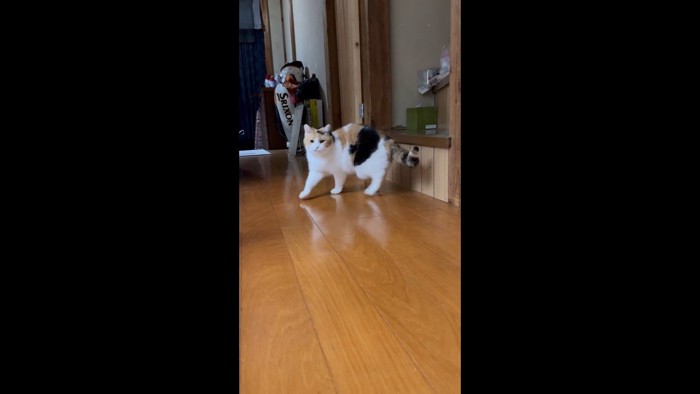 右前足を出して