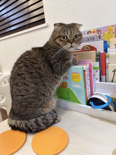 本棚でつかまり立ちをする猫