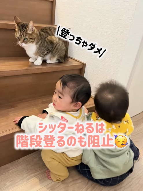 階段2段目で香箱座りをしている猫