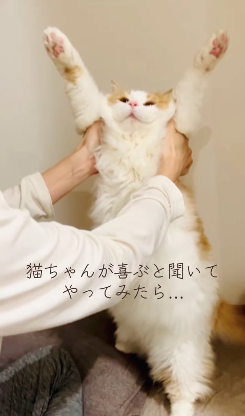 バンザイをしている猫(引き)