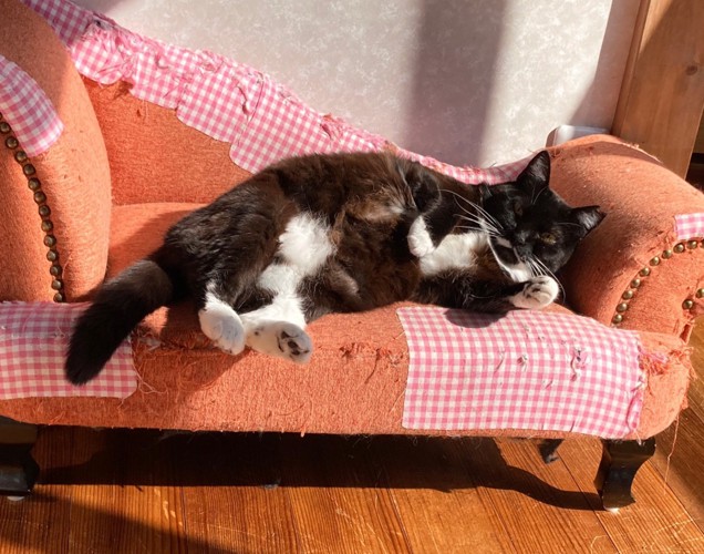 ソファに寝転ぶ猫