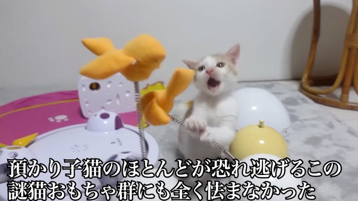 噛む猫