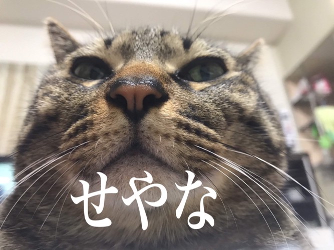 ＃手厳しい猫＃