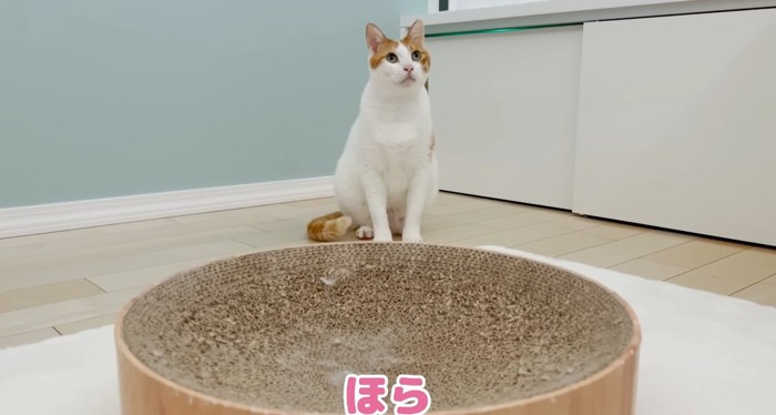 爪研ぎの前の猫