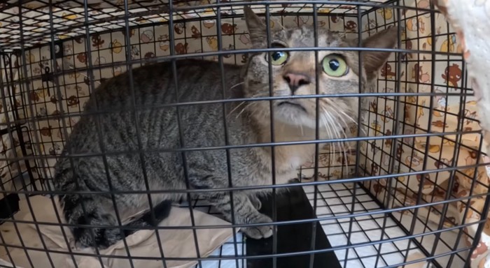 不安そうに見上げる猫