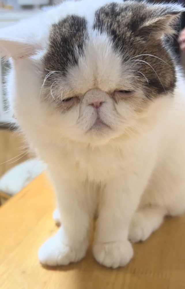 眠そうな猫