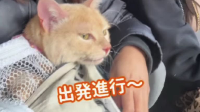 車の中にいる猫