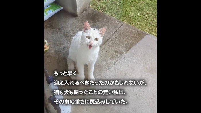 外で鳴いている猫