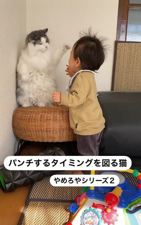 猫と幼児