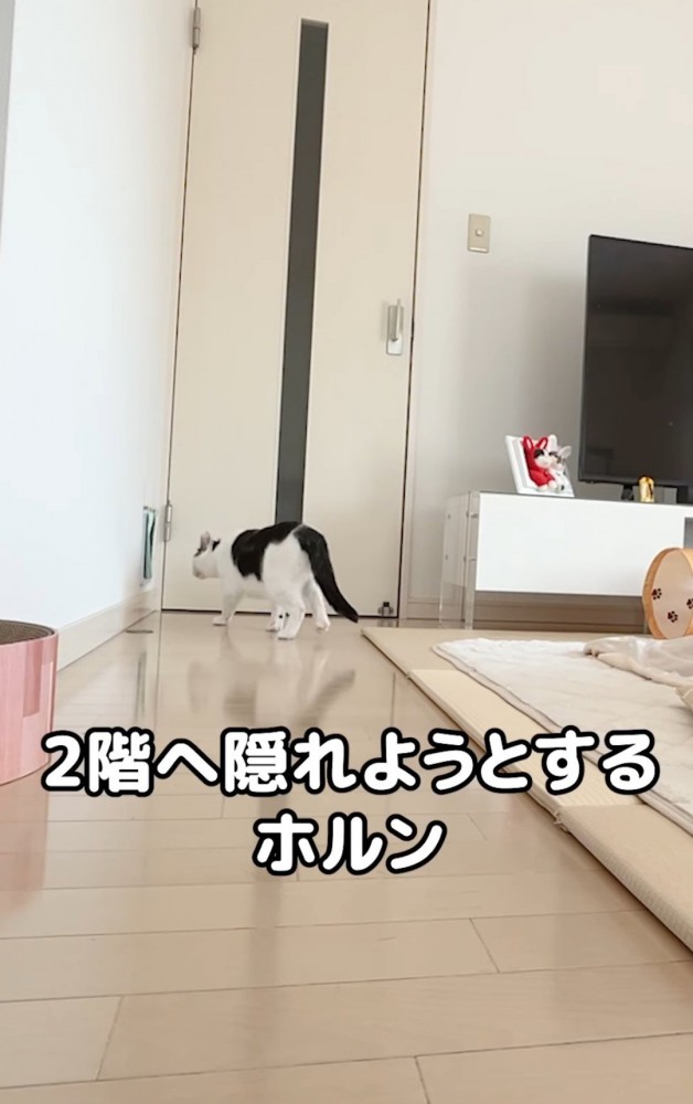 部屋を出ようとする猫