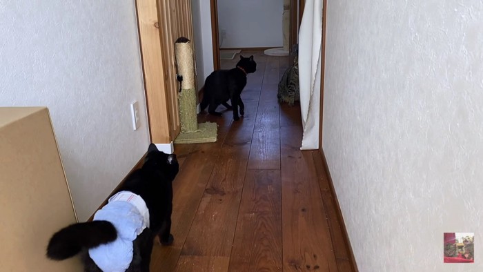 ケンカの現場に向かう黒猫