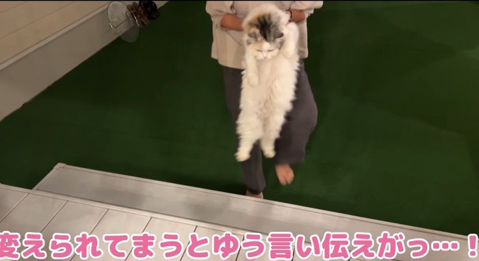 抱っこされる猫