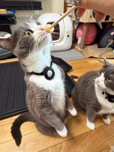 立ち上がっておやつを食べようとする猫と横で見守る猫