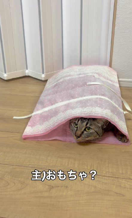 袋に入った猫