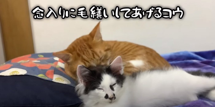 2匹の猫