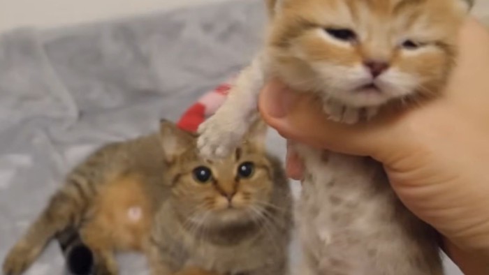 子猫を見守る母猫