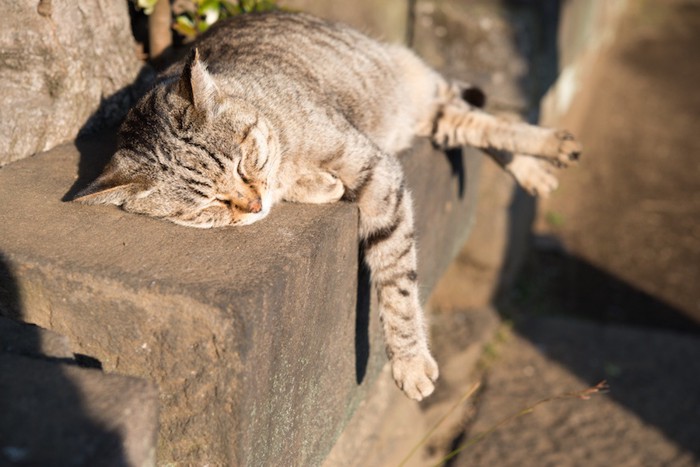 日向ぼっこしている野良猫