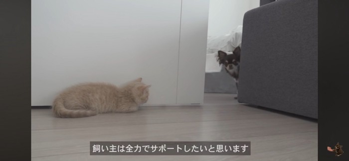 壁に隠れる子猫