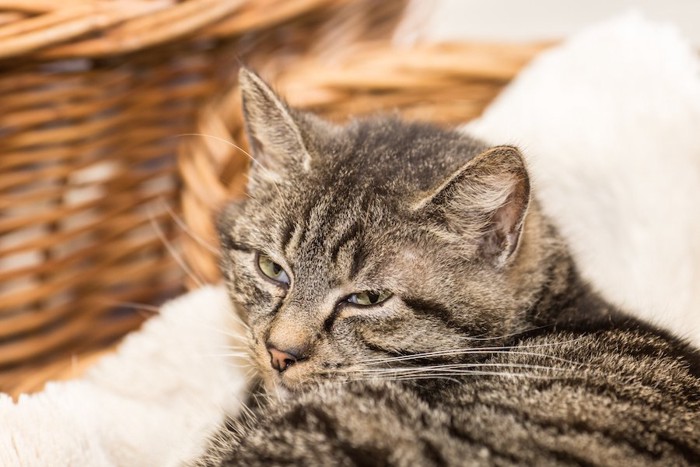 ベッドで安心してくつろぐ猫