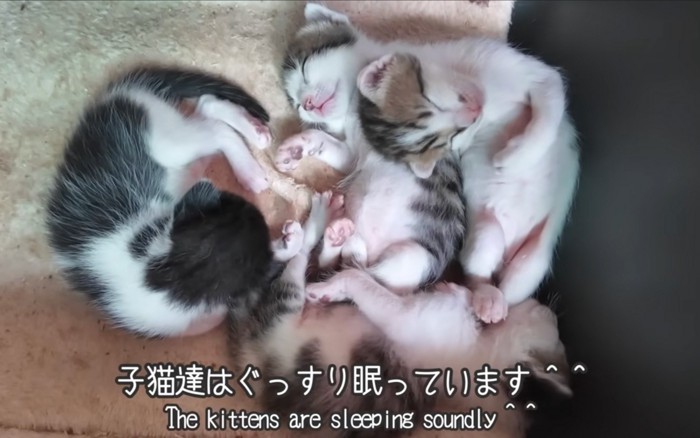 寝る猫