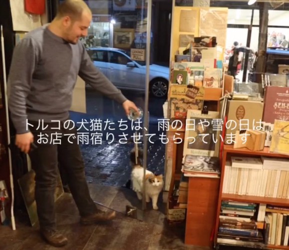 雨の日、お店に来店する猫さん