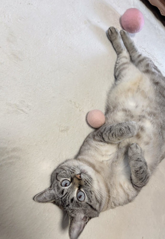 足を伸ばして仰向けになる猫