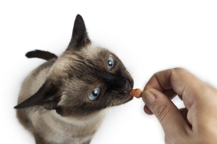 おやつを食べる猫