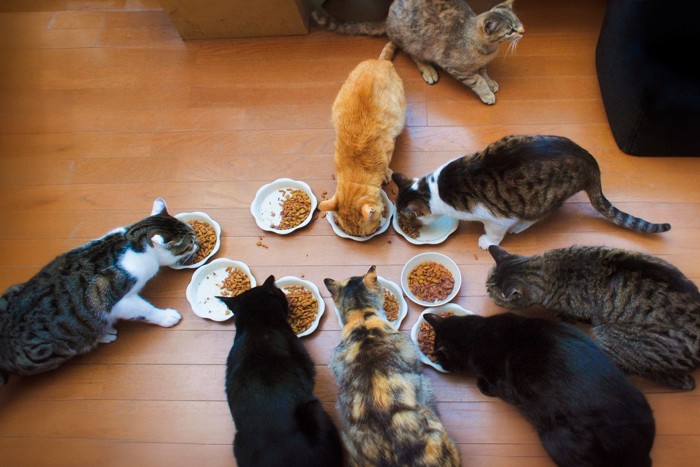 ご飯を食べる多頭飼いの猫たち