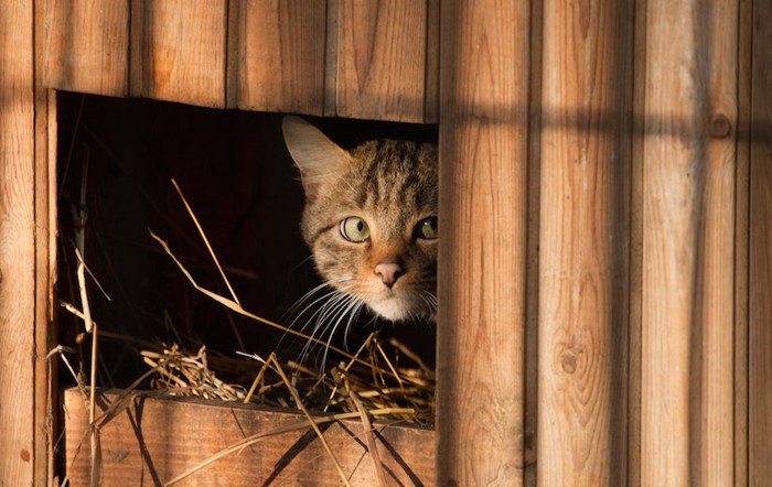 物陰からあたりを伺う猫