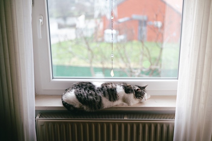 窓辺で休む猫