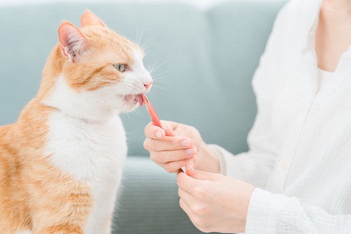 ちゅ～るを食べる猫