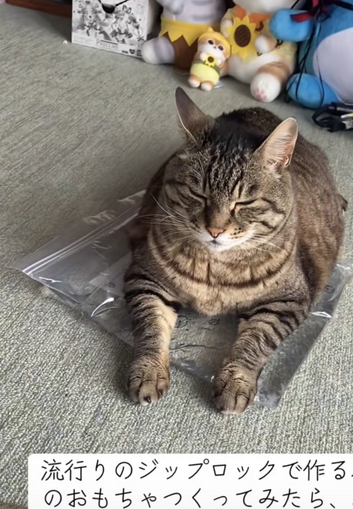 おもちゃの上でくつろぐ猫の写真6