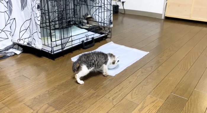 お皿を舐めにきた子猫