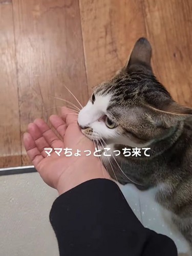 人の手を噛んで引っ張る猫