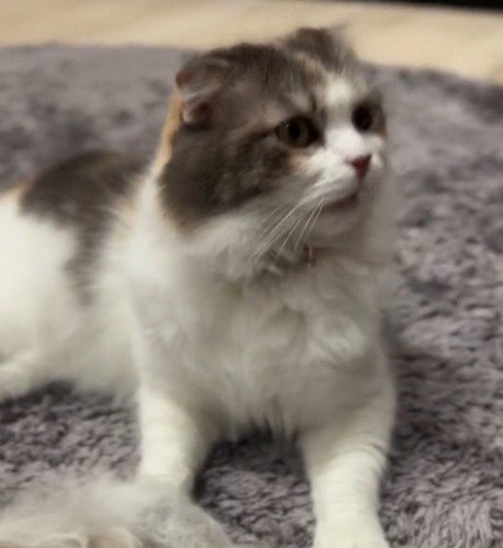 ブラッシングで抜けた毛から顔を離す猫