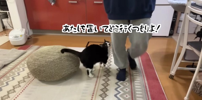 キッチンで飼い主さんの足元で甘えるくろまめさん