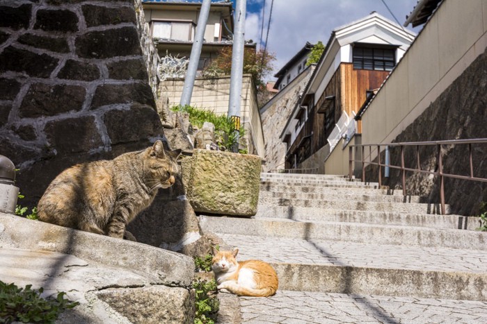 路地でくつろぐさび猫