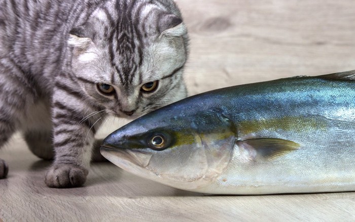 魚と猫