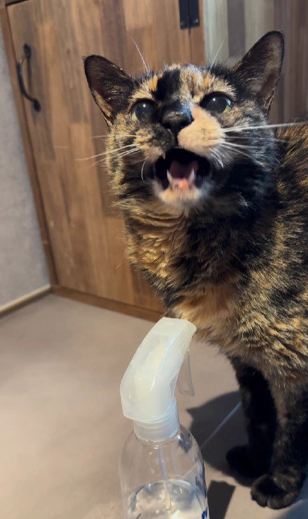 鳴いている猫