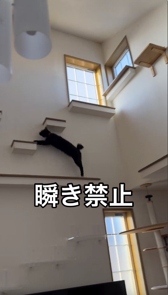 より高い場所へジャンプする猫