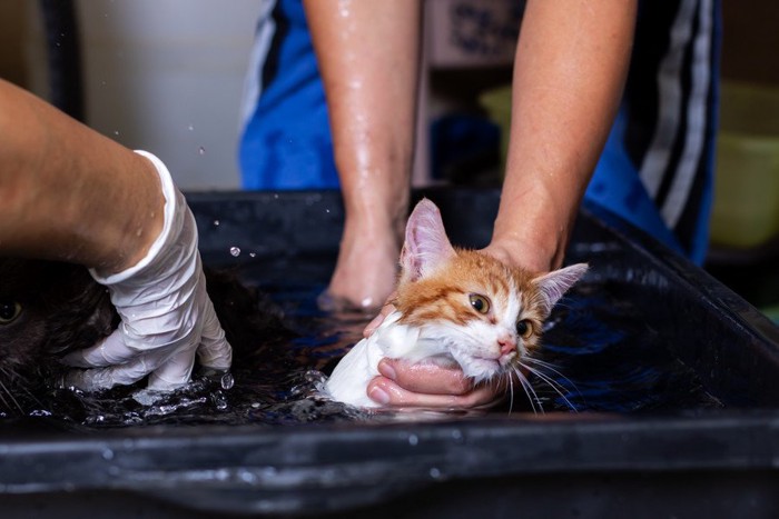 浴槽につかって洗浄される猫