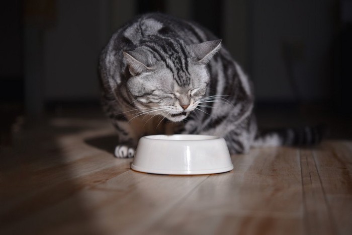 目をつぶりながら食事する猫