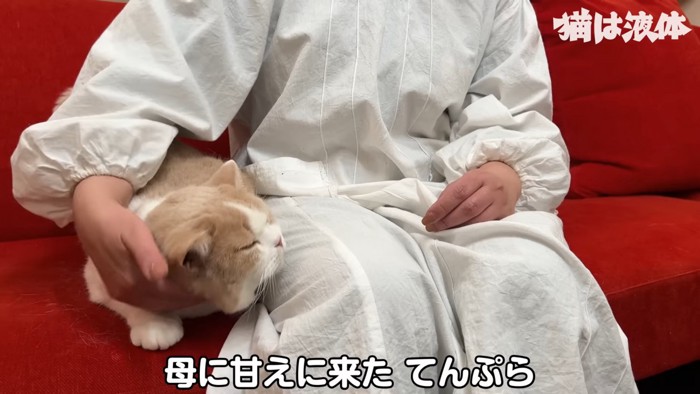 人の横に座る猫