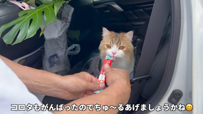 おやつを食べる猫